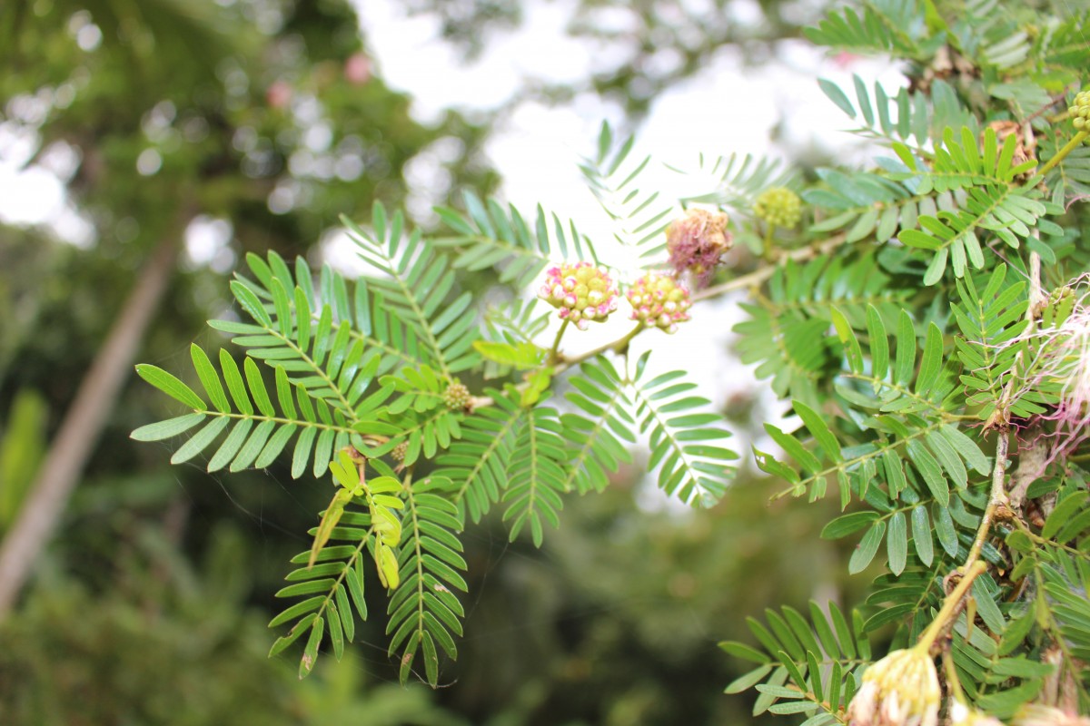 Calliandra surinamensis Benth.